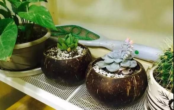 创客DIY丨吃完的椰子还能这么用！