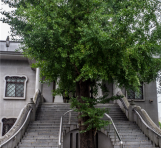 出道即巅峰的银杏树