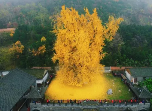 出道即巅峰的银杏树